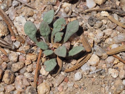 Cistanthe monosperma, photographed by Nina House