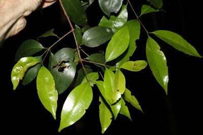 Syzygium oleosum, photographed by Greg Tasney
