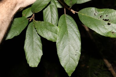 Gmelina leichhardtii, photographed by Greg Tasney