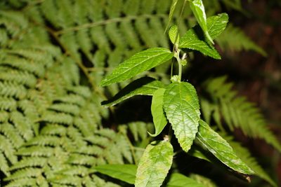 Acalypha nemorum, photographed by Greg Tasney