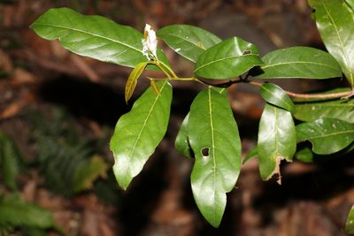 Beilschmiedia obtusifolia, photographed by Greg Tasney