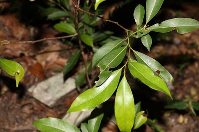 Cryptocarya microneura, photographed by Greg Tasney