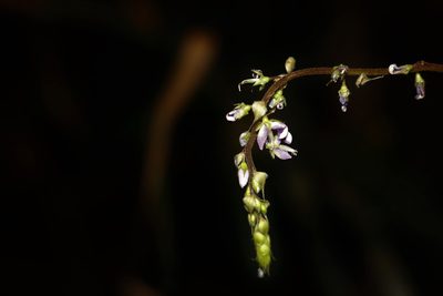 Grona nemorosa, photographed by Greg Tasney