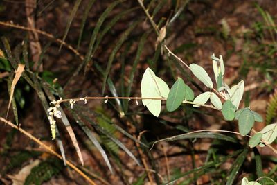 Grona nemorosa, photographed by Greg Tasney