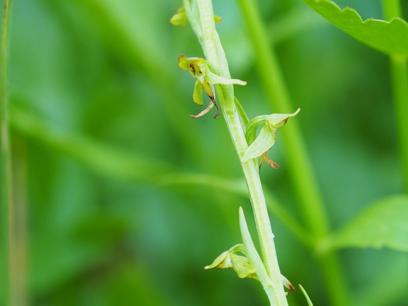Platanthera sparsiflora, photographed by Nina House