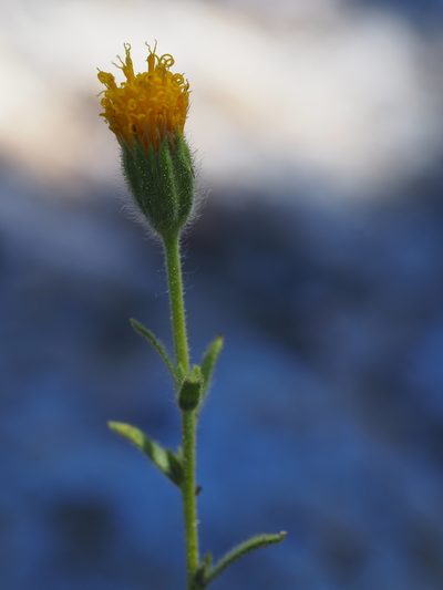 Carlquistia muirii, photographed by Nina House