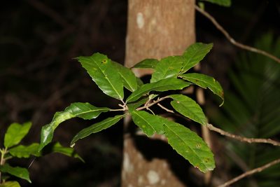 Sloanea woollsii, photographed by Greg Tasney