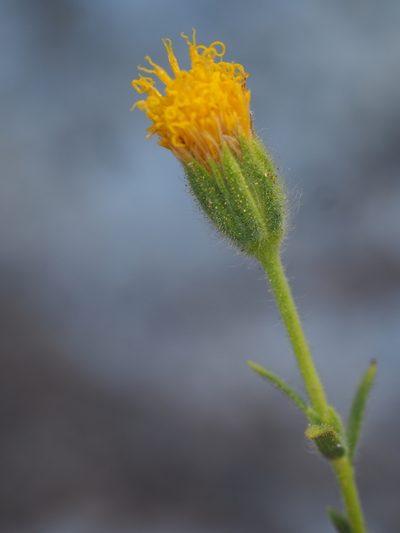 Carlquistia muirii, photographed by Nina House