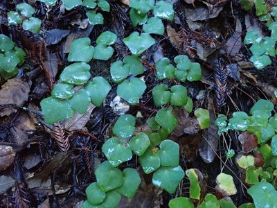Vancouveria planipetala, photographed by joergmlpts