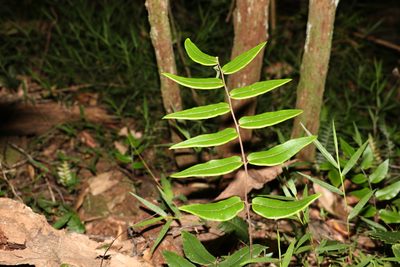 Pellaea paradoxa, photographed by Greg Tasney