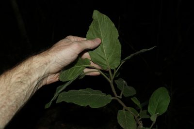 Solanum densevestitum, photographed by Greg Tasney
