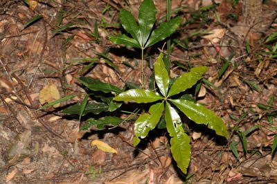 Heritiera actinophylla, photographed by Greg Tasney