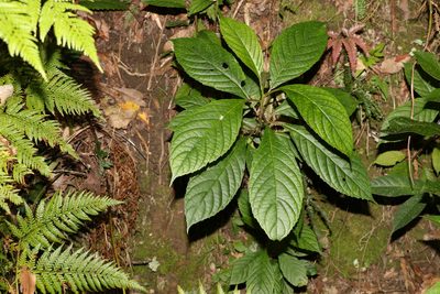 Abrophyllum ornans, photographed by Greg Tasney