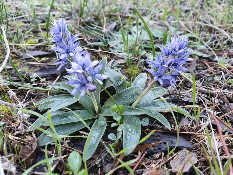 Hyacinthoides lingulata, photographed by Mehdi Chetibi