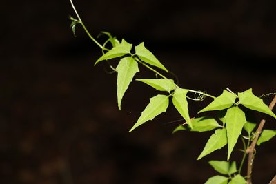 Nothoalsomitra suberosa, photographed by Greg Tasney