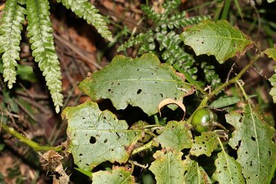 Solanum vicinum, photographed by Greg Tasney