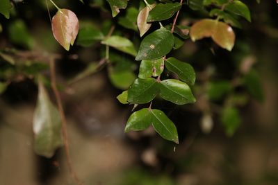 Gossia inophloia, photographed by Greg Tasney