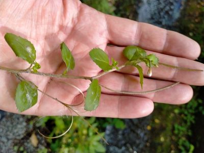 Epilobium rotundifolium, photographed by John Barkla
