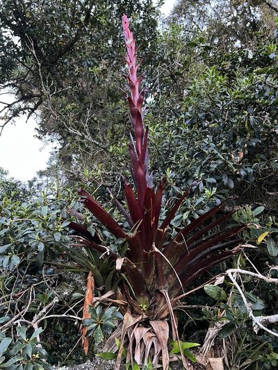 Tillandsia pastensis, photographed by Nicolás Baresch Uribe