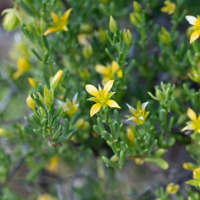 Roepera aurantiaca, photographed by Kym Nicolson