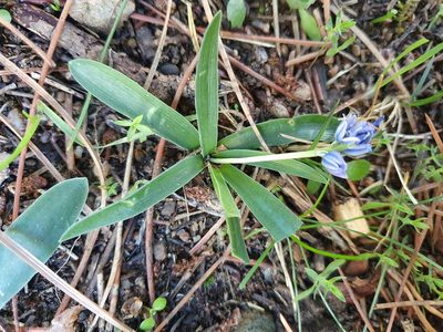 Hyacinthoides lingulata, photographed by Mehdi Chetibi