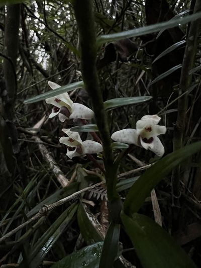 Maxillaria lawrenceana, photographed by Nicolás Baresch Uribe