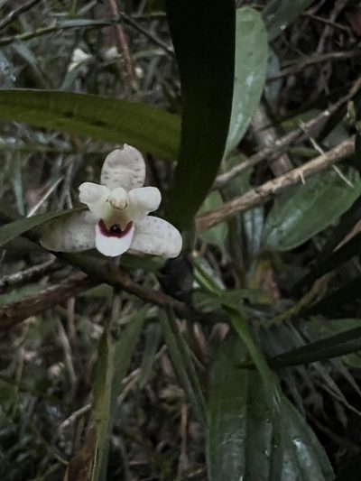 Maxillaria lawrenceana, photographed by Nicolás Baresch Uribe
