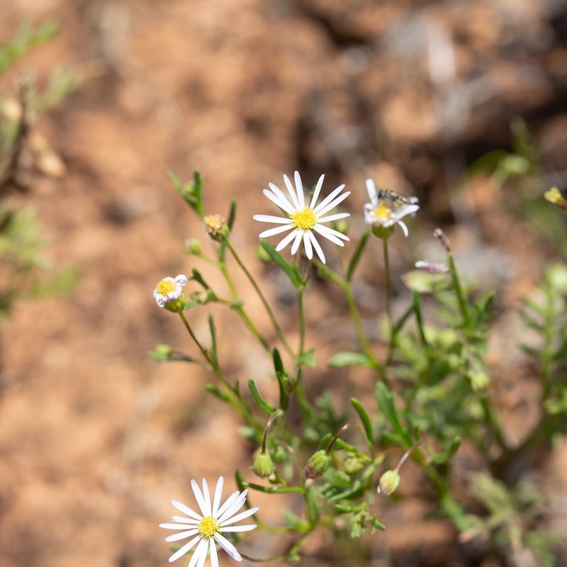 Brachyscome ciliaris, photographed by Kym Nicolson