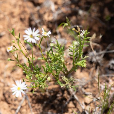 Brachyscome ciliaris, photographed by Kym Nicolson