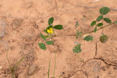 Medicago truncatula, photographed by Kym Nicolson