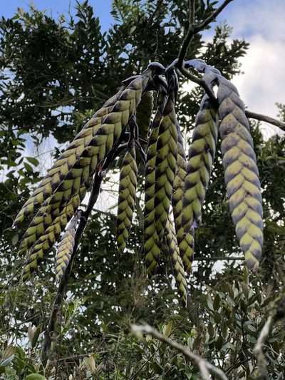 Tillandsia francisci, photographed by Nicolás Baresch Uribe