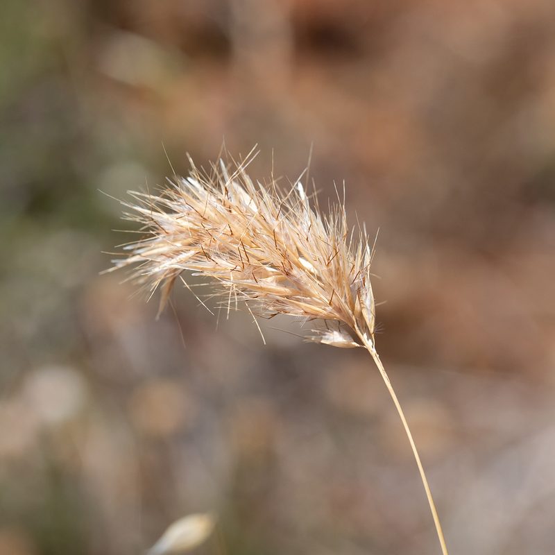 Rytidosperma setaceum, photographed by Kym Nicolson