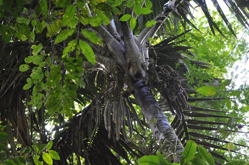Welfia regia, photographed by Emily Franzen