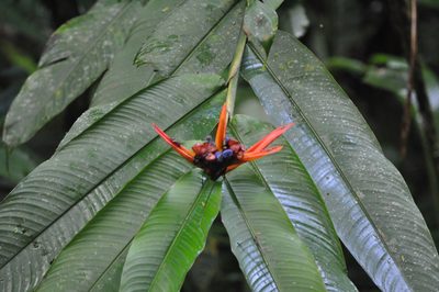 Heliconia mathiasiae, photographed by Emily Franzen