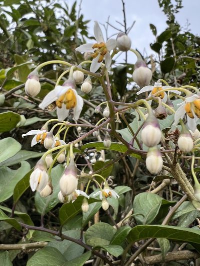 Solanum luculentum, photographed by Nicolás Baresch Uribe