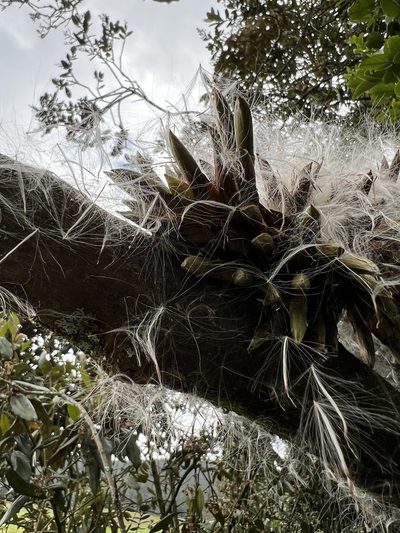 Tillandsia pastensis, photographed by Nicolás Baresch Uribe