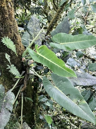 Philodendron brenesii, photographed by Rose Zappa