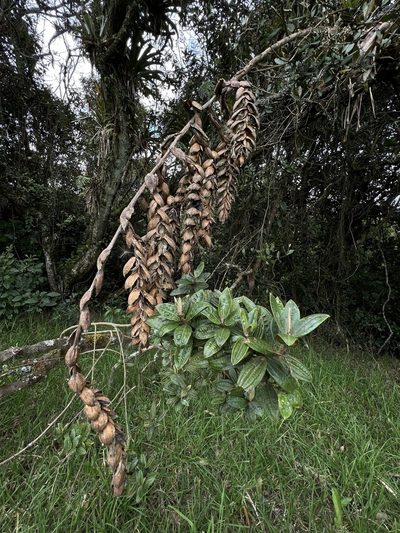 Tillandsia francisci, photographed by Nicolás Baresch Uribe