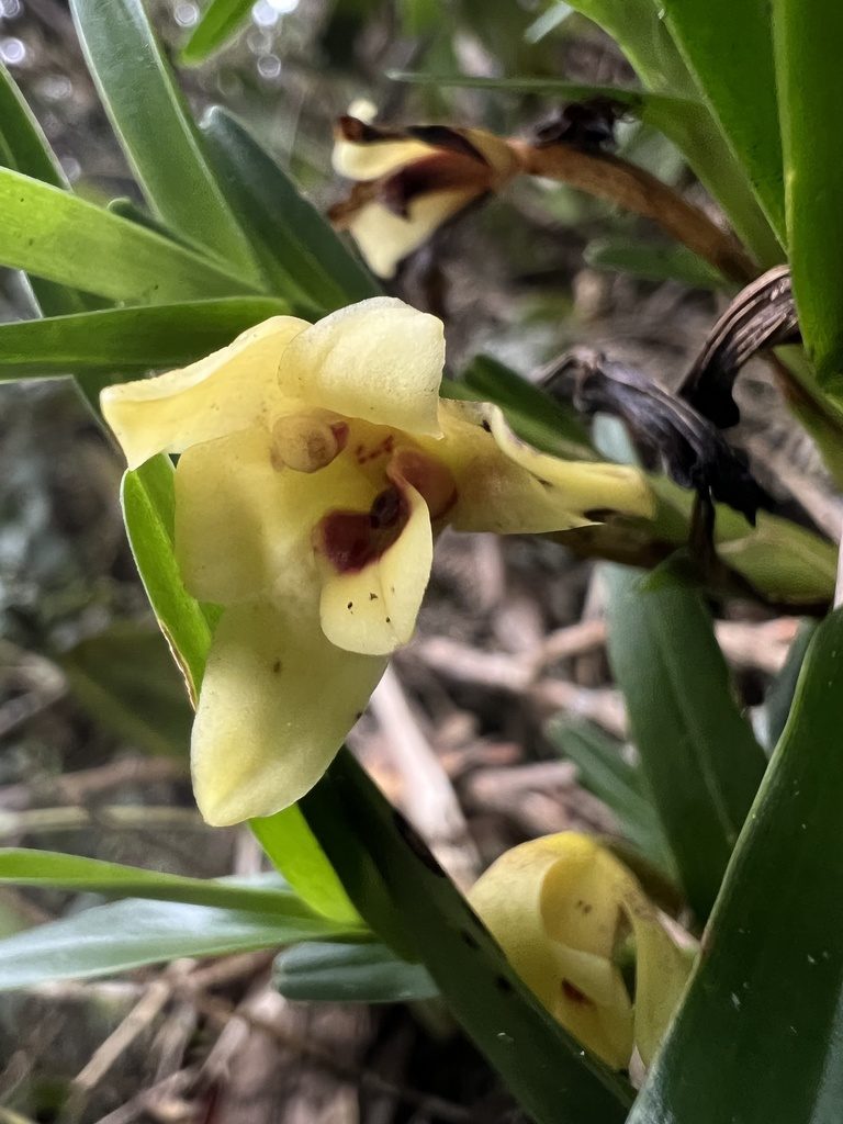 Maxillaria ponerantha, photographed by Nicolás Baresch Uribe