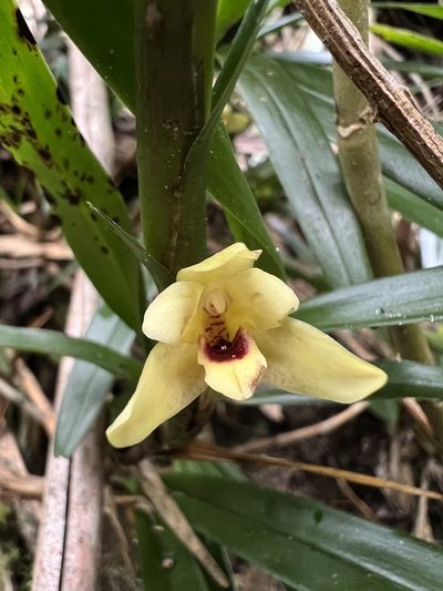 Maxillaria ponerantha, photographed by Nicolás Baresch Uribe