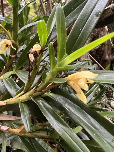 Maxillaria ponerantha, photographed by Nicolás Baresch Uribe