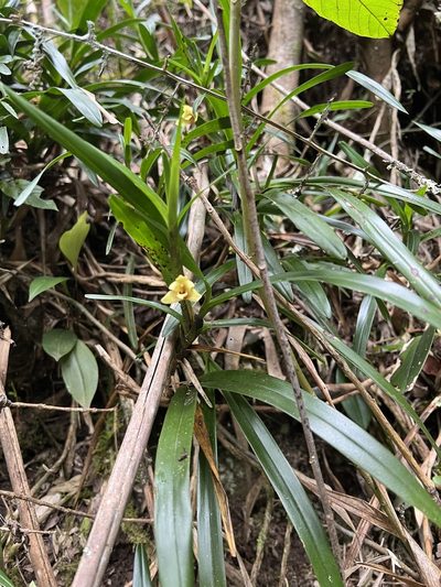 Maxillaria ponerantha, photographed by Nicolás Baresch Uribe