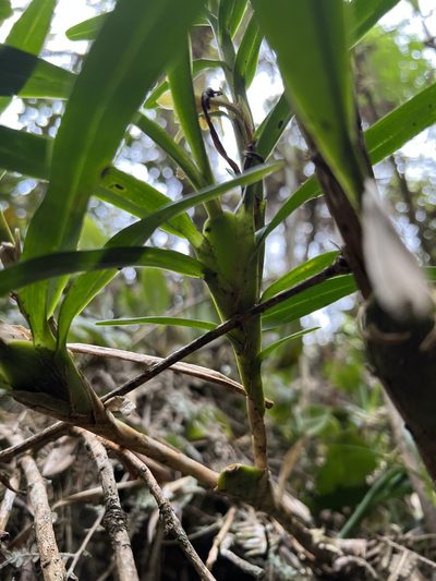Maxillaria ponerantha, photographed by Nicolás Baresch Uribe