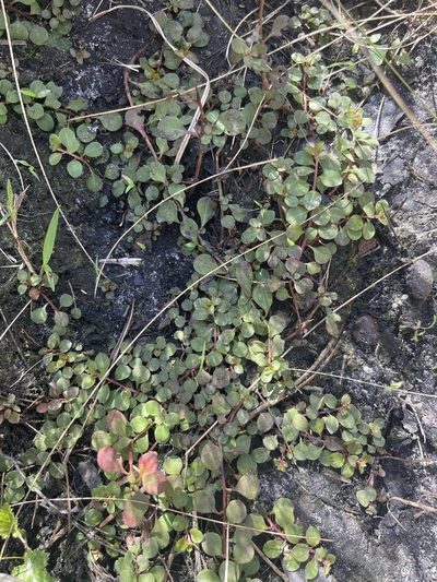 Ludwigia repens, photographed by Brandon Corder
