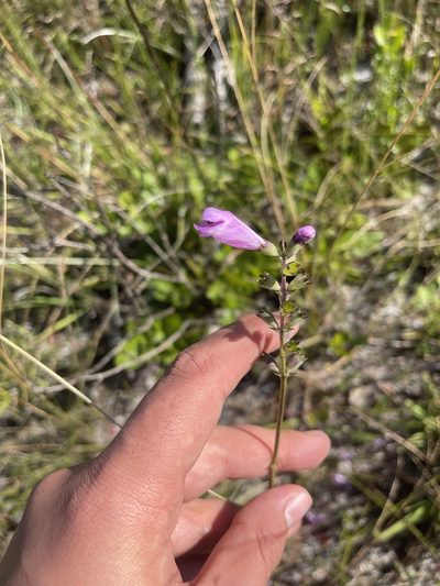 Physostegia purpurea