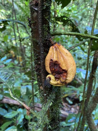 Herrania purpurea, photographed by Emily Franzen