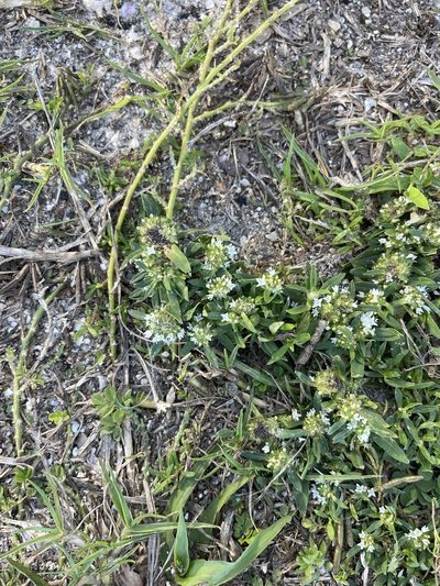 Diacrodon compressus, photographed by Brandon Corder