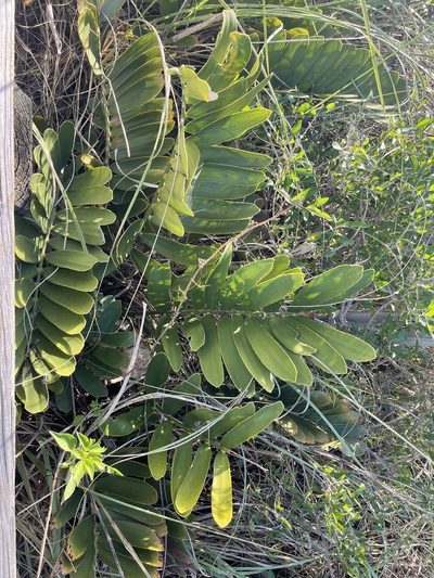 Zamia furfuracea, photographed by Brandon Corder