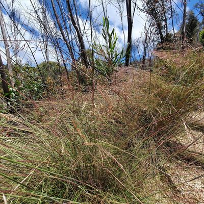 Rytidosperma pallidum, photographed by ronavery