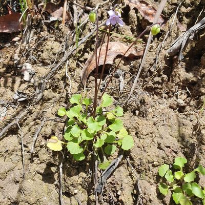 Viola silicestris, photographed by ronavery